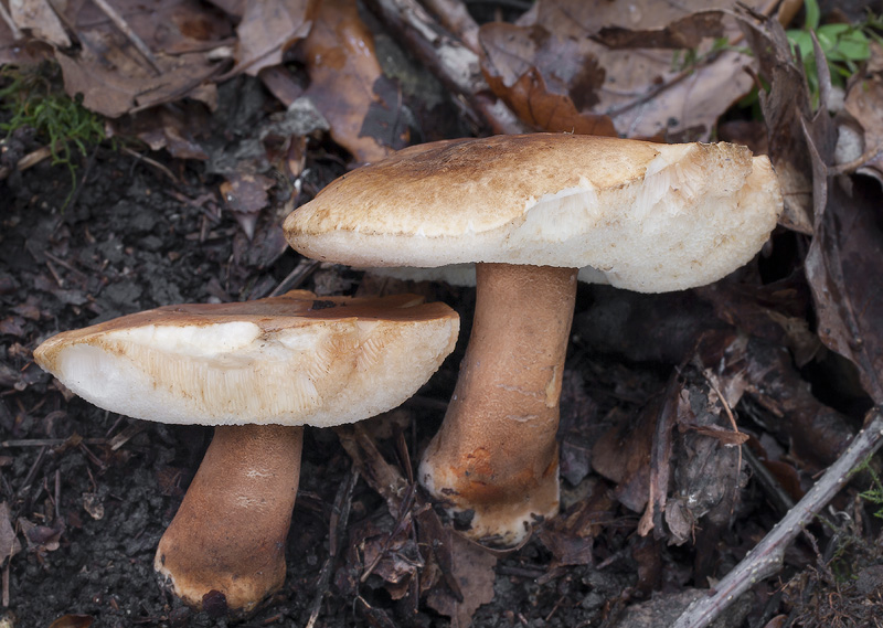 Gyroporus castaneus